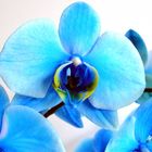 Orchidee 2