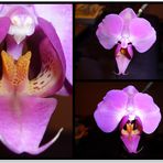 Orchidee 2