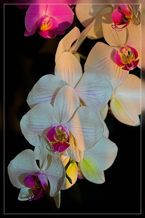 Orchidee 2