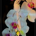 Orchidee 2