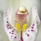 Orchidée 2