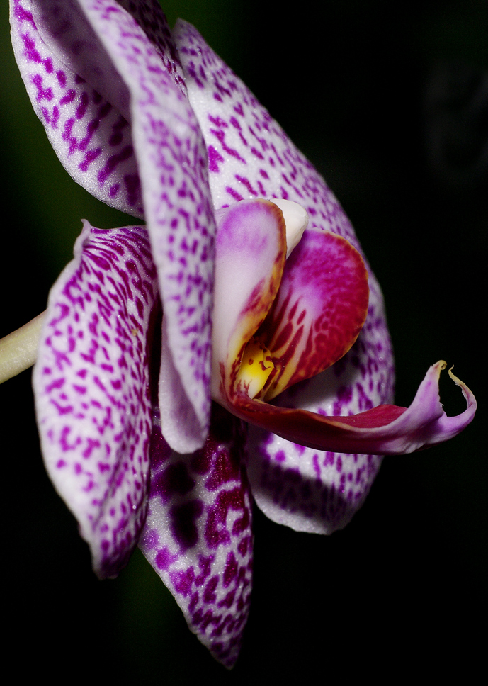 ...Orchidee 2