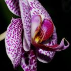 ...Orchidee 2