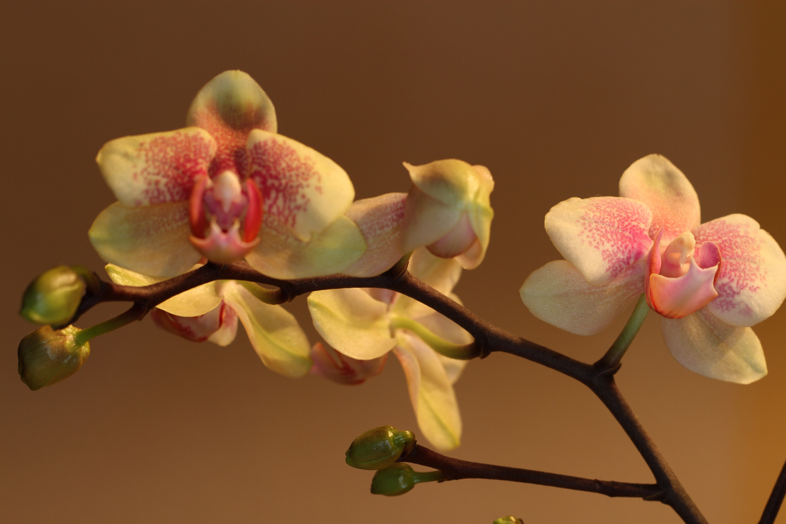 Orchidee 2