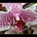 Orchidee 2