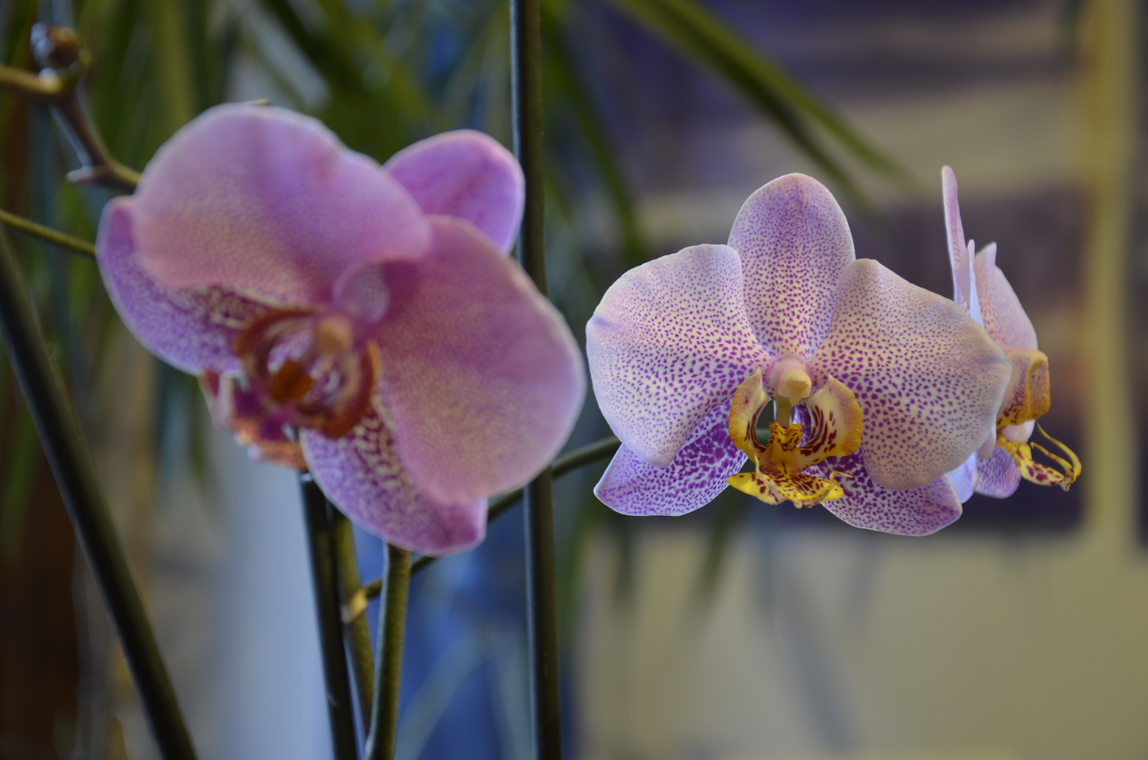 Orchidee 2