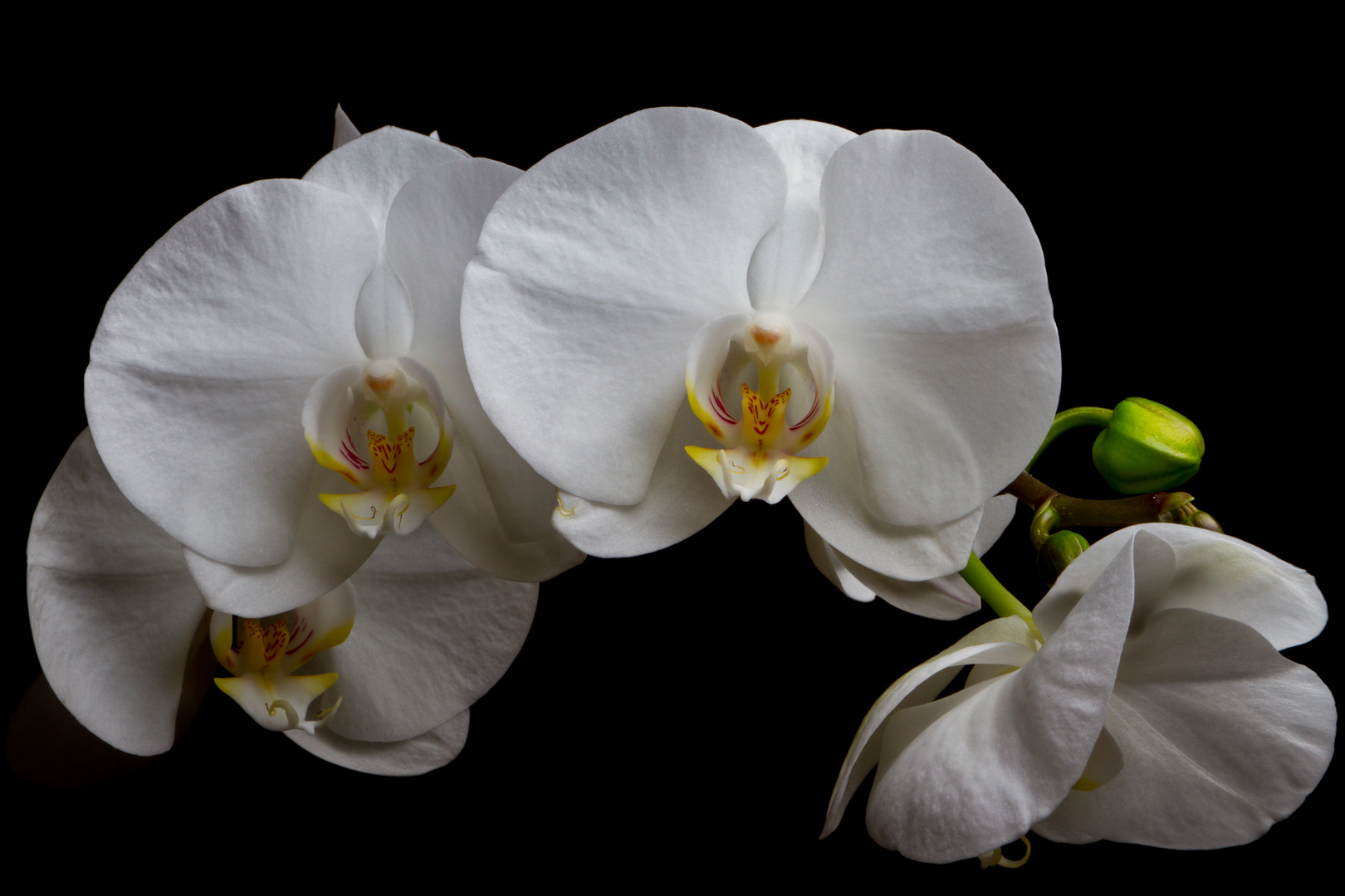 Orchidee 2