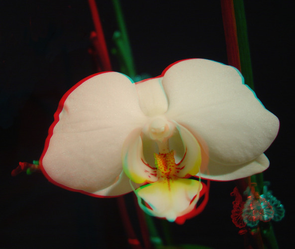 orchidee 2