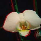 orchidee 2