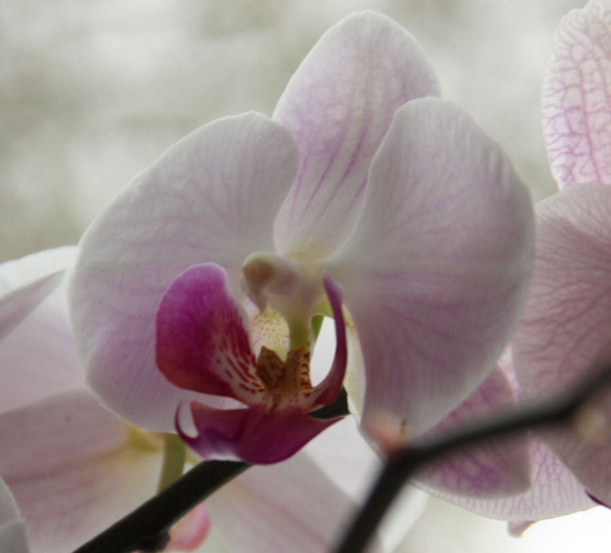 Orchidee 2