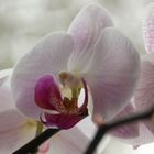 Orchidee 2