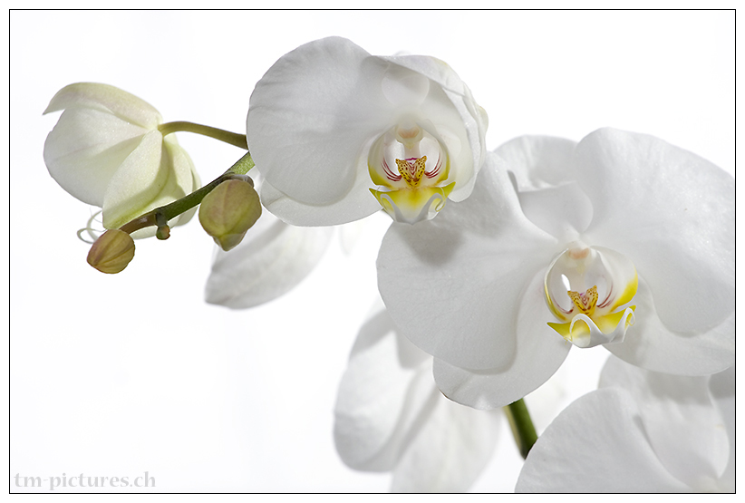 Orchidee 2