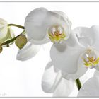 Orchidee 2