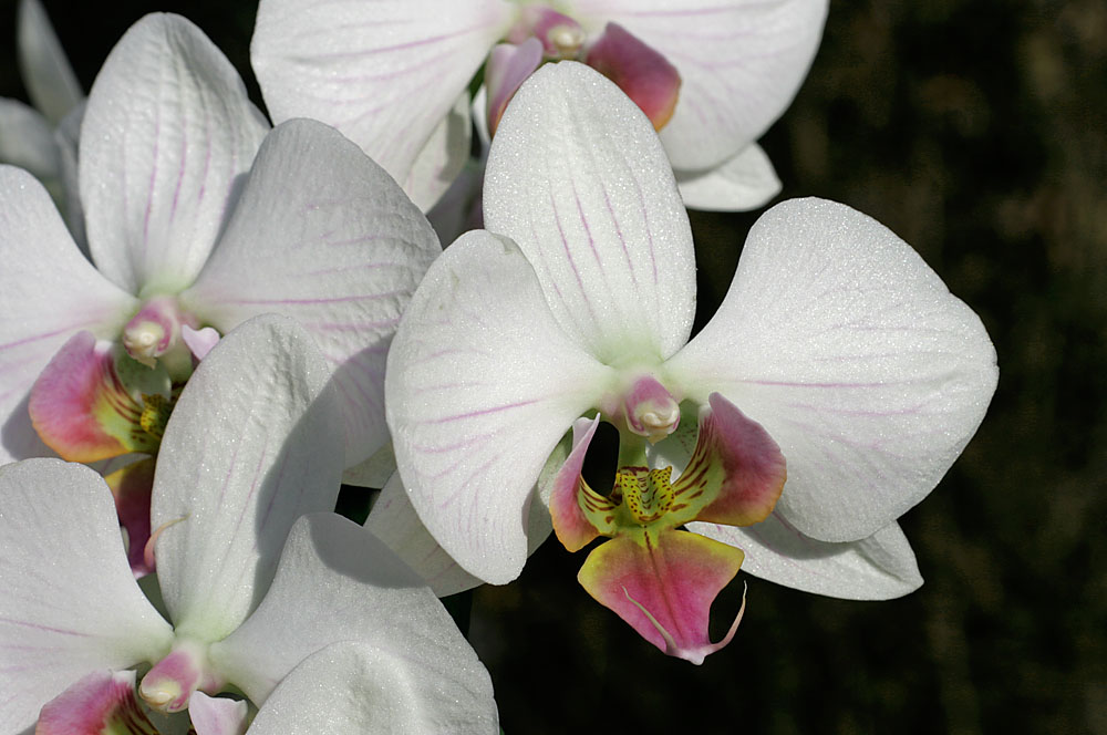 Orchidee 2