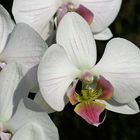 Orchidee 2