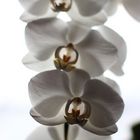 Orchidee 2