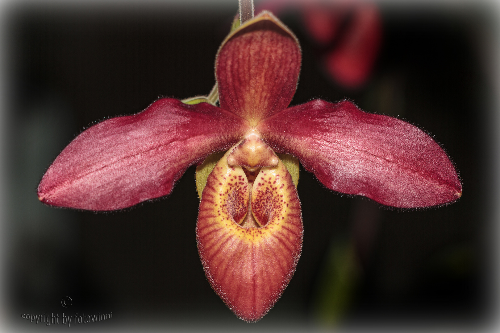 Orchidee 2