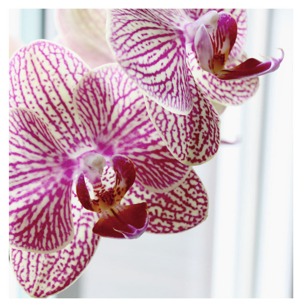 Orchidee 2