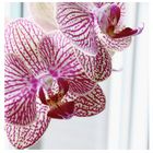 Orchidee 2