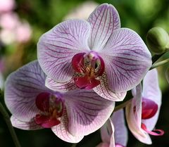 Orchidee 2