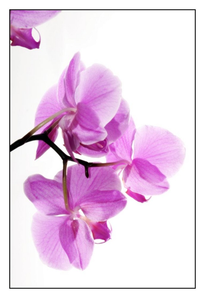 Orchidee #2