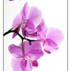 Orchidee #2