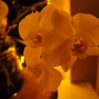 Orchidee 2