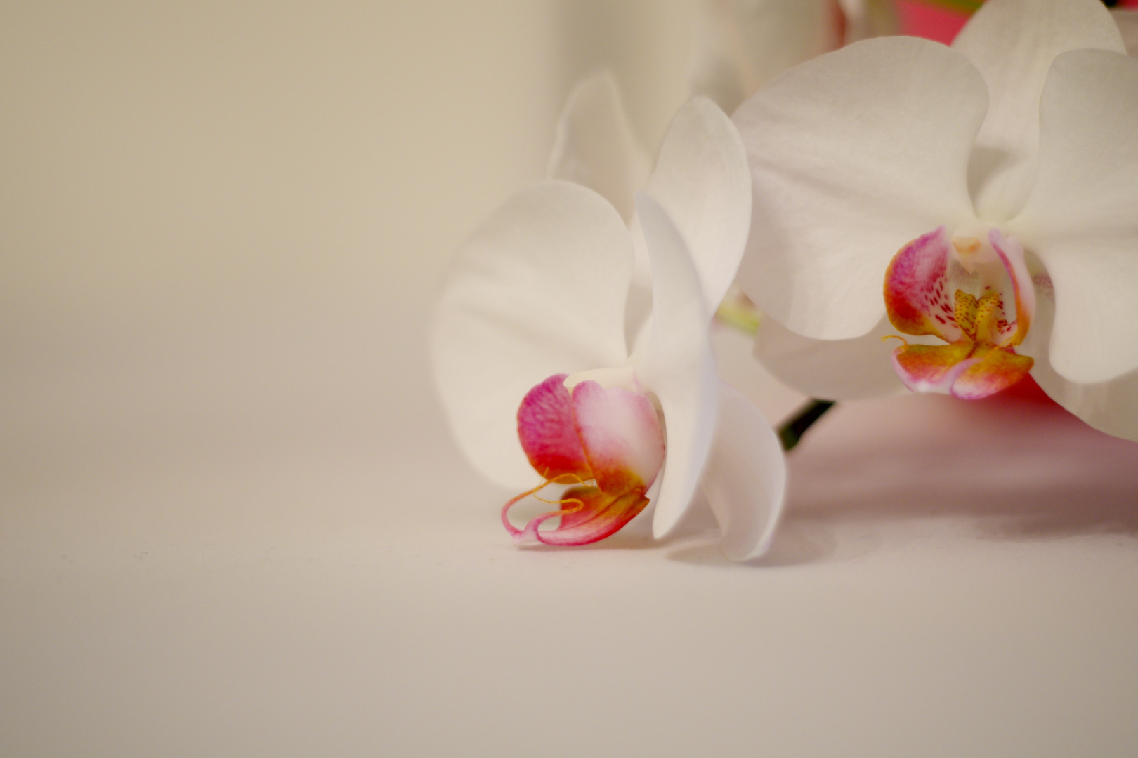 Orchidee 2