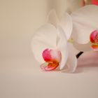 Orchidee 2