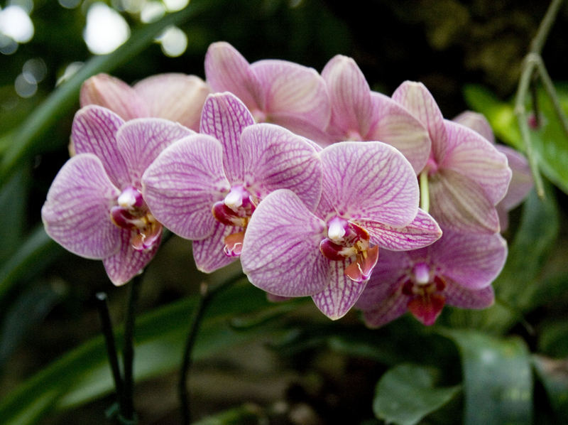 Orchidee 2