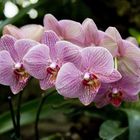 Orchidee 2