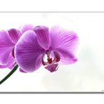 Orchidee (2)