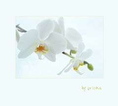 Orchidee 2