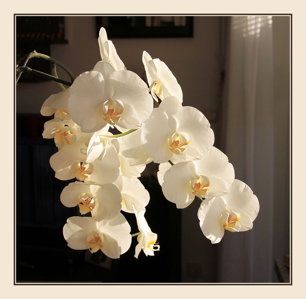 Orchidee 2