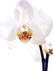 Orchidee 2