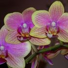 Orchidee 2