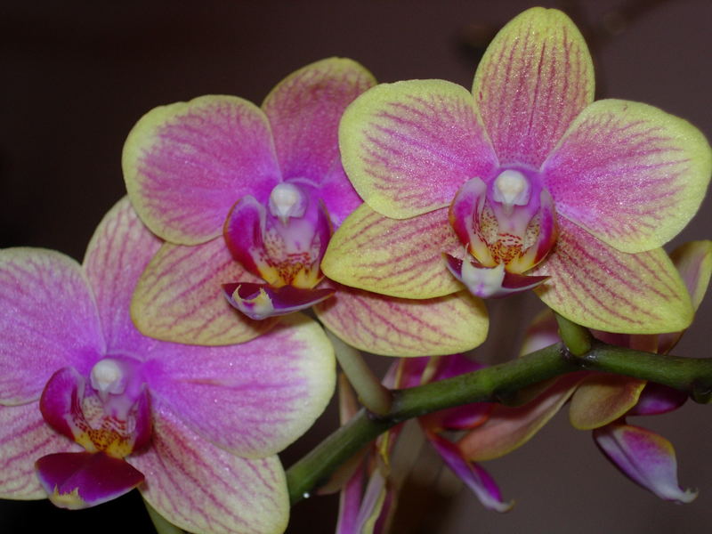 Orchidee 2