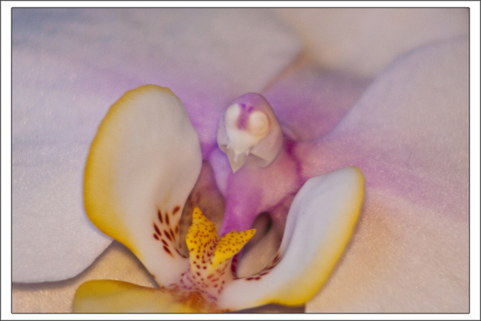 Orchidee-2