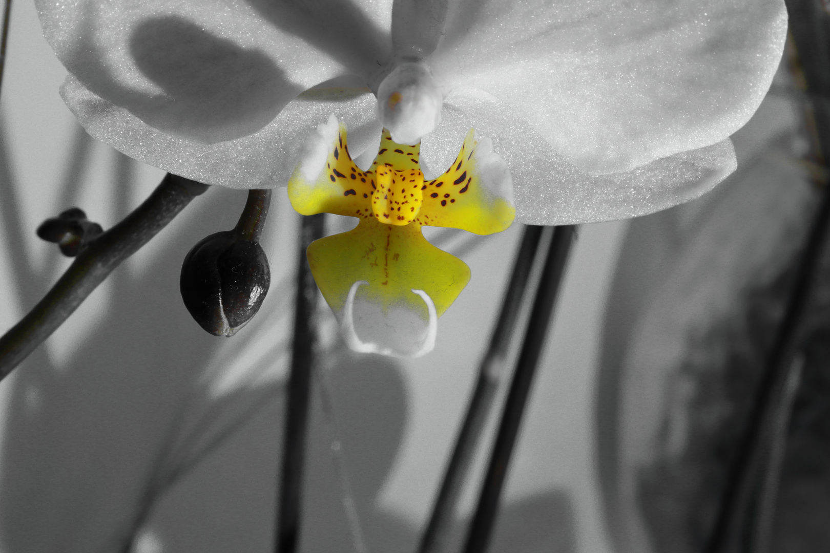 Orchidee 2