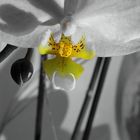 Orchidee 2