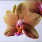 Orchidee #2