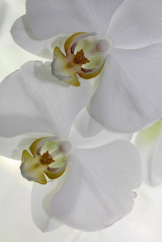 Orchidee 2