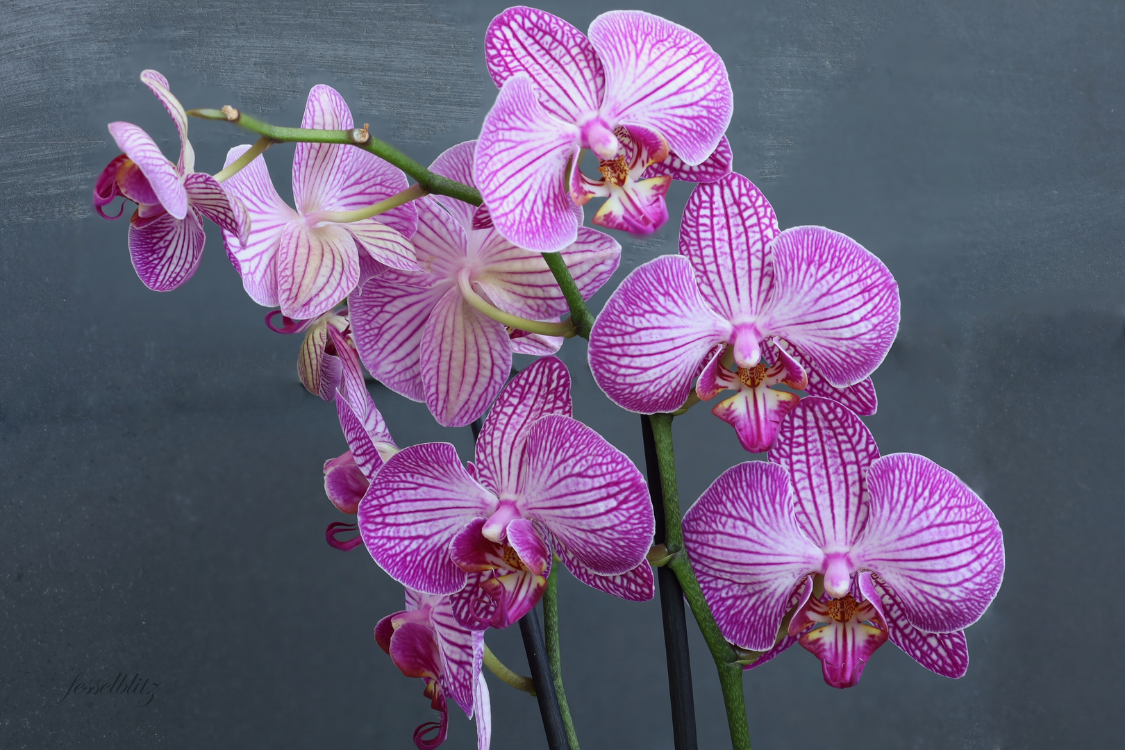 Orchidee 2!