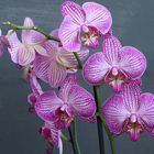 Orchidee 2!