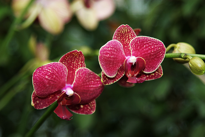 Orchidee 2