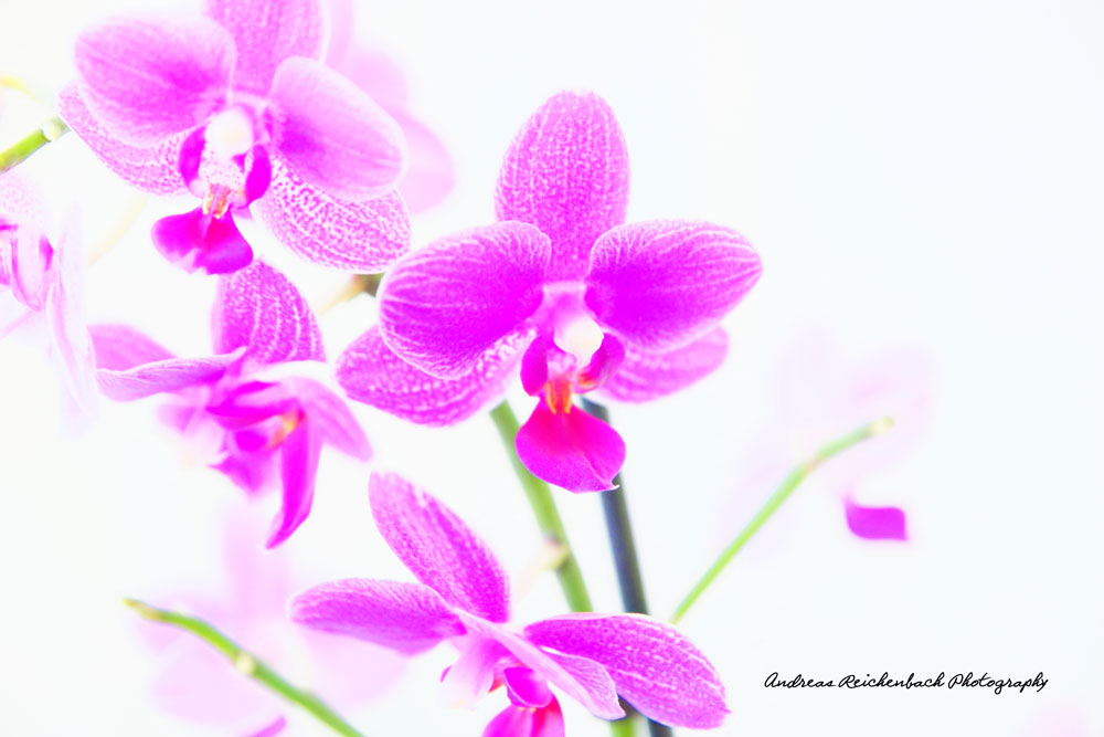 Orchidee-2