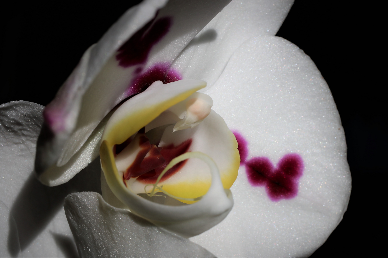 Orchidee 2