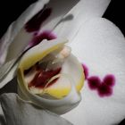 Orchidee 2