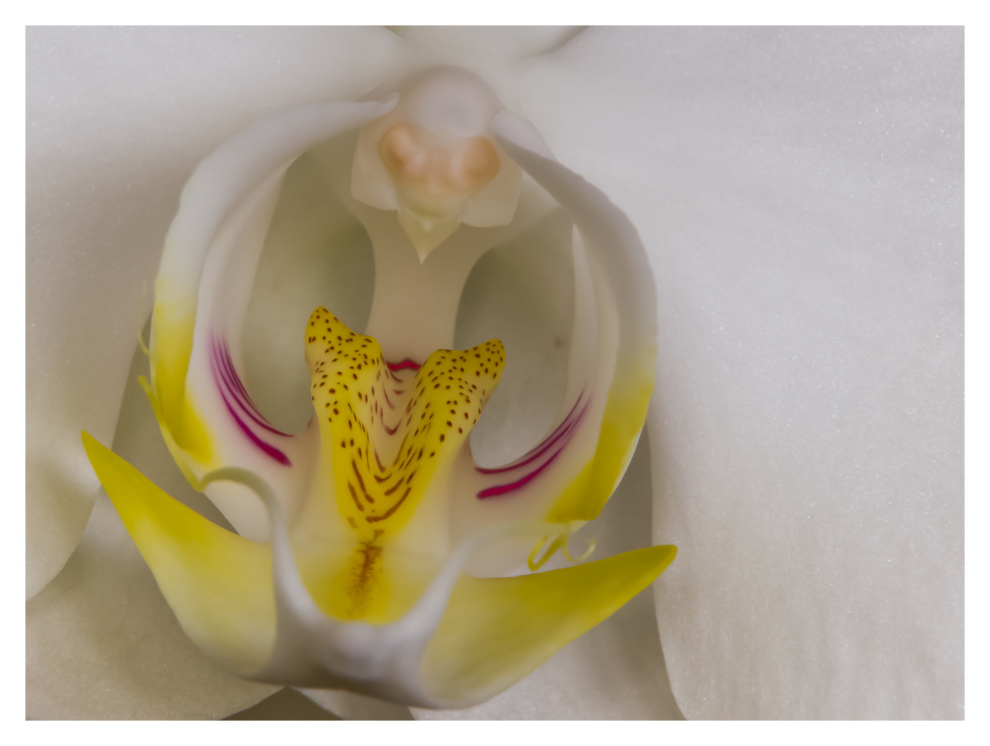 Orchidee - 2. Teil
