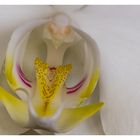 Orchidee - 2. Teil